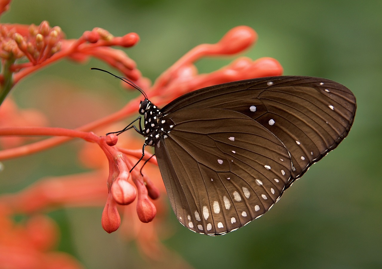 ¿Qué hace la mariposa en el motor?