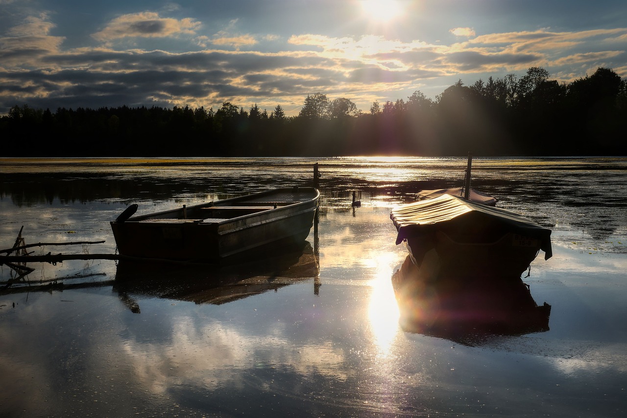 ¿Qué comen las rayas de río?